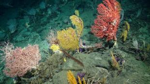 Antiguo arrecife de coral es descubierto en islas Galápagos, Ecuador